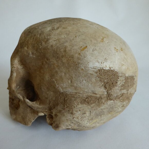 2006 DISNEY PIRATES OF THE CARIBBEAN OFFICIAL MOVIE FILM PROP PELEGOSTO SKULL - Picture 11 of 15